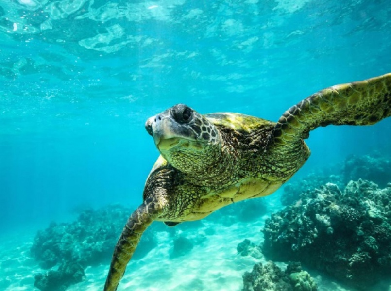 Biodiversity - Ecological Proceses 