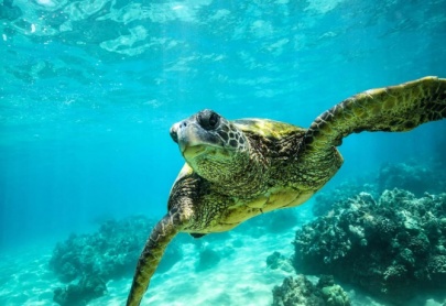 Biodiversity - Ecological Proceses